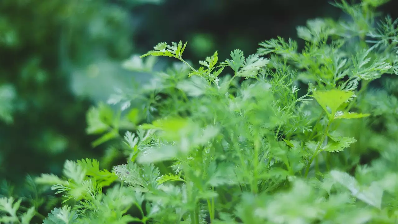 Close-up shot of freshly plucked coriander leaves with dew drops.