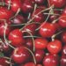 are fresh cherries good for your health