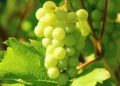 are the benefits of grapes