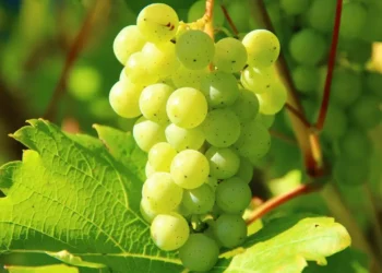 are the benefits of grapes