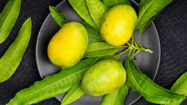 what are the spiritual benefits of mango leaves