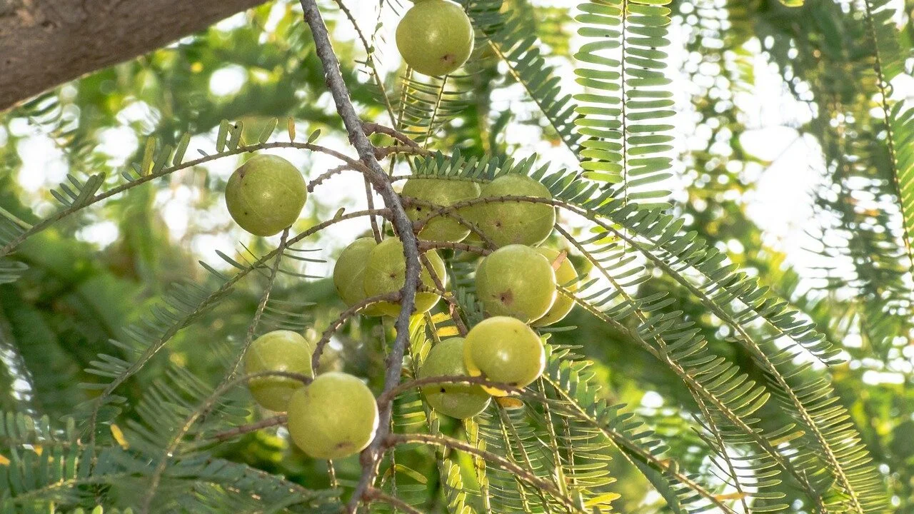 Benefits of the amla