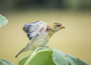 Monsoon health tips